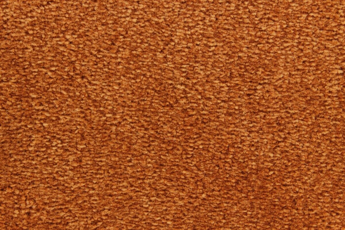 Edel Carpet - Palmares - Image 14